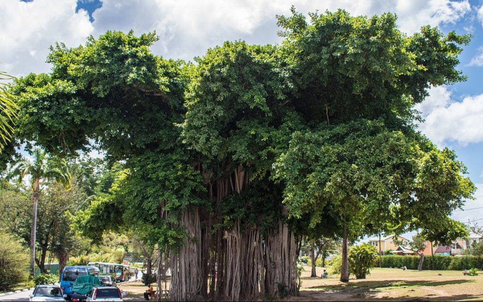Botanic Gardens, Roseau, Saint George Parish, Dominica